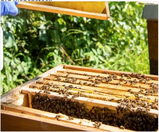 Varroxal 200g 0,71 g/g Bienenstock-Pulver OXALSÄURE zum Verdampfen, Sprühen oder Träufeln