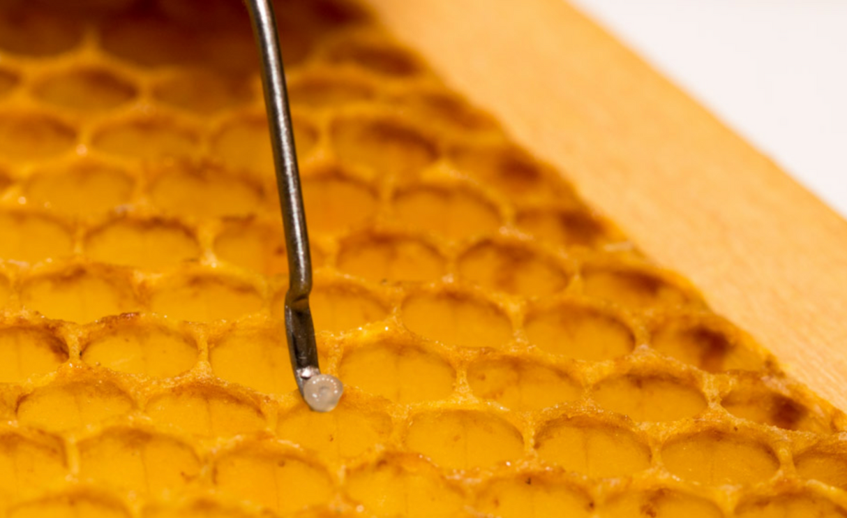 Umlarvnadel zweiseitig mit abnehmbarer Lupe Edelstahl Bienen Königin Umlarvwerkzeug Umlarvlöffel