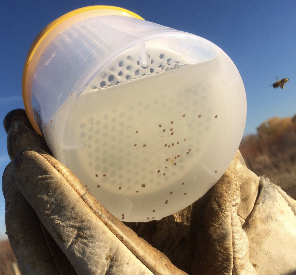 Befallskontrolle Varroa Check Varroa Test MIlbenbefall Puderzucker