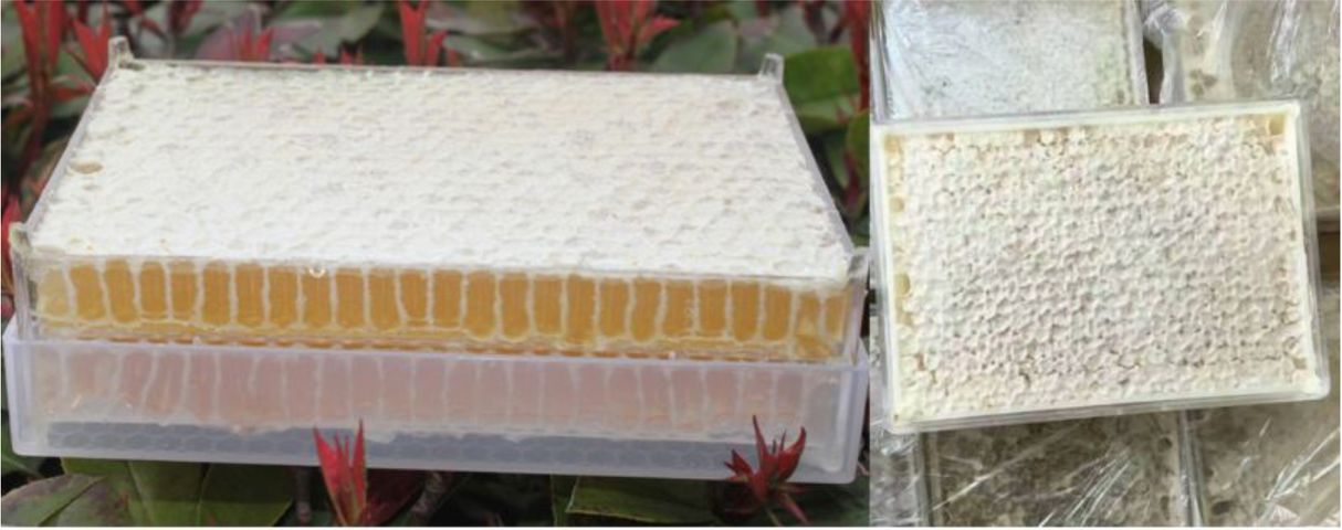 Wabenhonigkasette 500g 10st Rähmchen für Wabenhonig Zander Dadant DNM