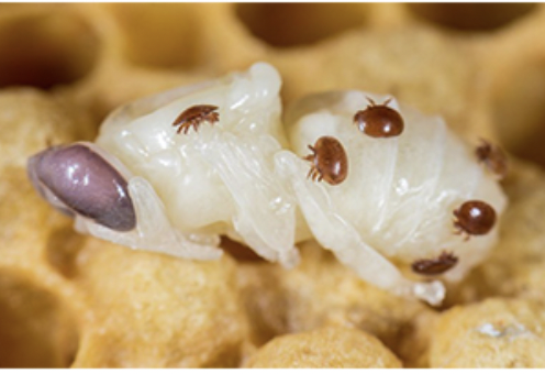 AMEISENSÄURE 60 BERNBURG 684 mg/ml Ameisensäure ad. US vet 1 Liter Serumwerk Bernburg